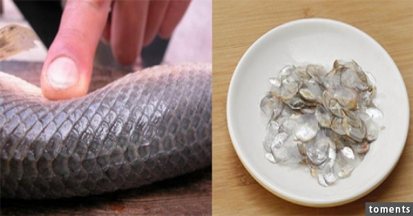  以後買魚不要再跟老闆說要「去鱗片」了！離職魚店員工公開「它」的秘密！真相讓媽媽今夜做夢也會笑！