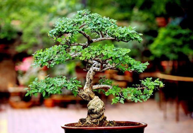 盆景初入門——樹樁盆景觀賞面的確定和枝的布局原則（二）