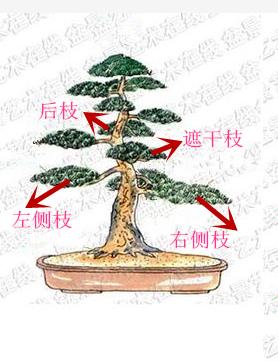 盆景初入門——樹樁盆景觀賞面的確定和枝的布局原則（二）