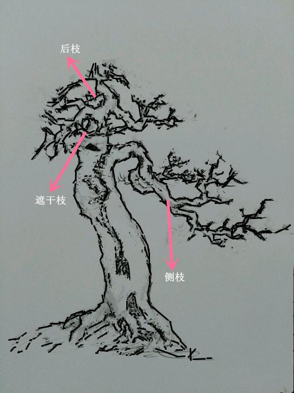 盆景初入門——樹樁盆景觀賞面的確定和枝的布局原則（二）