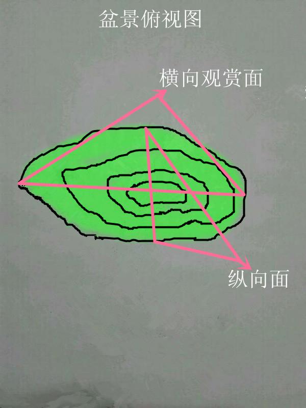盆景初入門——樹樁盆景觀賞面的確定和枝的布局原則（二）
