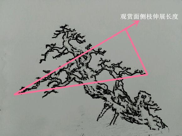 盆景初入門——樹樁盆景觀賞面的確定和枝的布局原則（二）