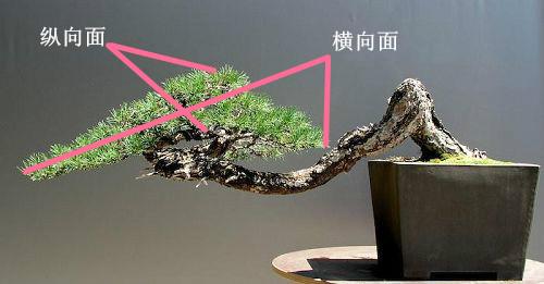 盆景初入門——樹樁盆景觀賞面的確定和枝的布局原則（二）