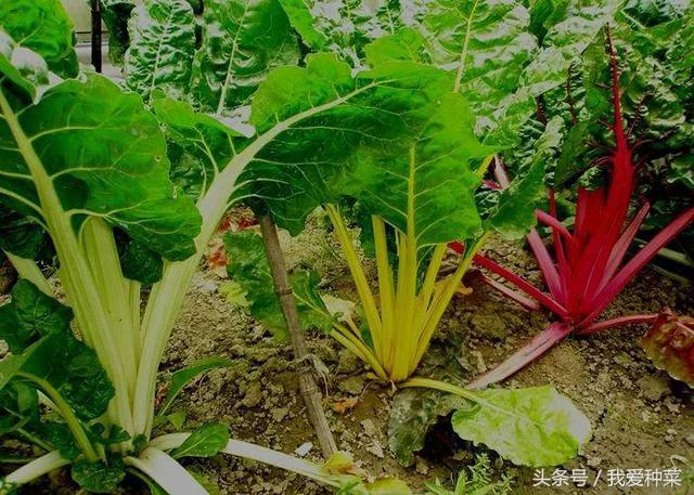 天熱種這種葉菜，耐高溫不生蟲，關鍵它摘葉子吃，越摘長得越多