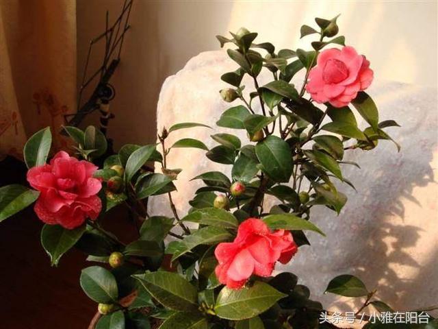 家裡養茶花，放一點這個，一棵能開上百朵，花大色艷好漂亮！