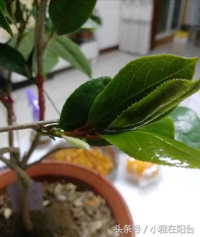 家裡養茶花，放一點這個，一棵能開上百朵，花大色艷好漂亮！