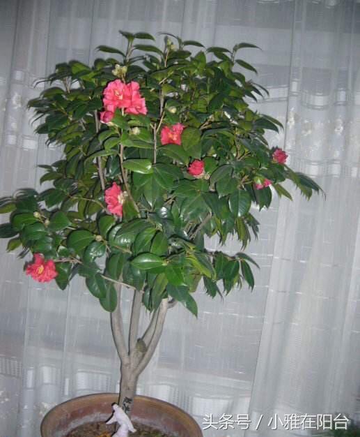 家裡養茶花，放一點這個，一棵能開上百朵，花大色艷好漂亮！