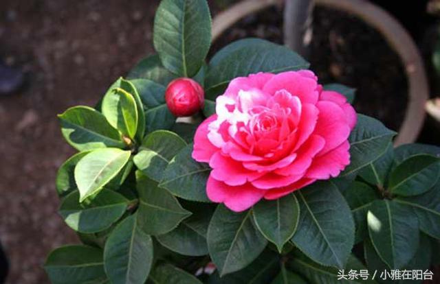家裡養茶花，放一點這個，一棵能開上百朵，花大色艷好漂亮！