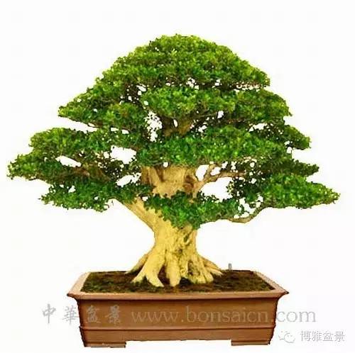 值得收藏的九類盆景貨幣 
