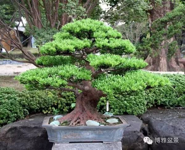 值得收藏的九類盆景貨幣 