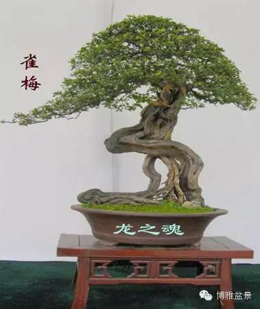 值得收藏的九類盆景貨幣 