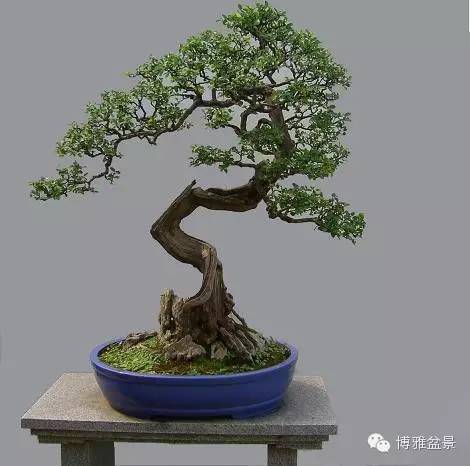 值得收藏的九類盆景貨幣 