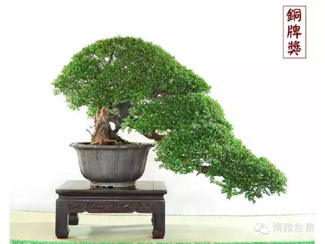 值得收藏的九類盆景貨幣 