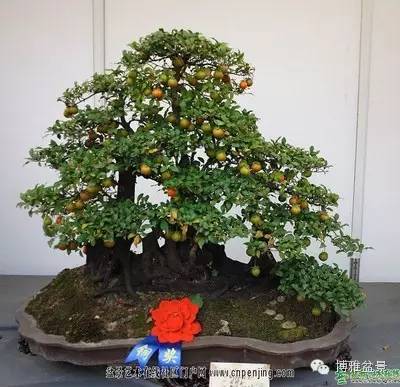 值得收藏的九類盆景貨幣 