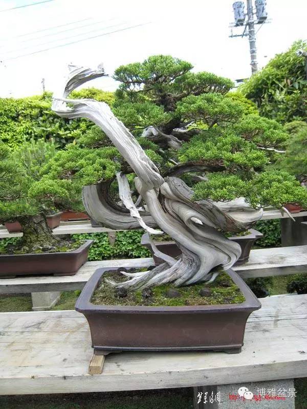 值得收藏的九類盆景貨幣 
