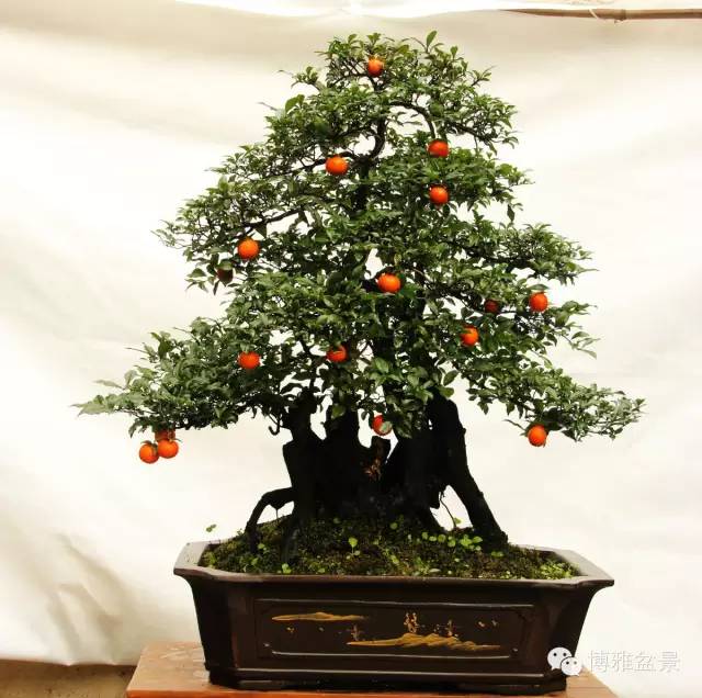 值得收藏的九類盆景貨幣 