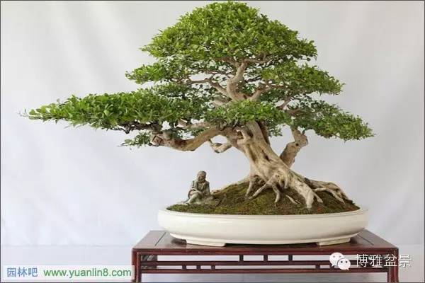 值得收藏的九類盆景貨幣 