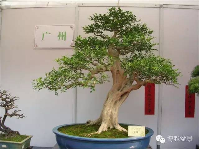 值得收藏的九類盆景貨幣 