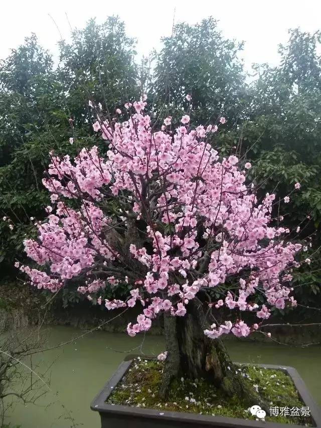 值得收藏的九類盆景貨幣 