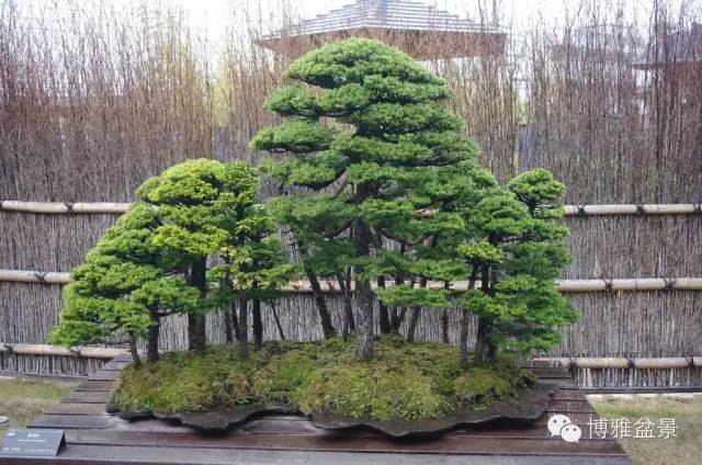 值得收藏的九類盆景貨幣 