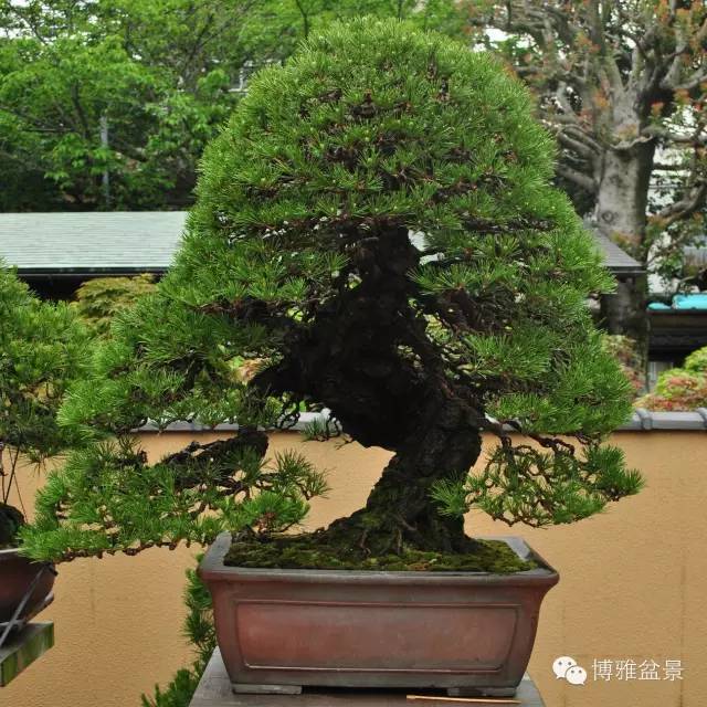 值得收藏的九類盆景貨幣 