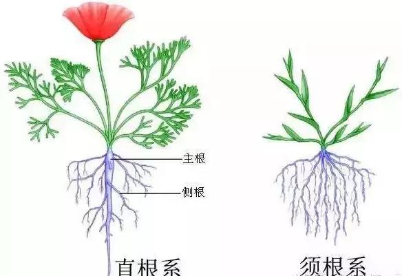 看準了：白根有勁、黃根保命、黑根有病、灰根要命