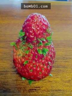 原來草莓發芽之後會變得這麼噁心，看完後我開始患上草莓恐懼症了…