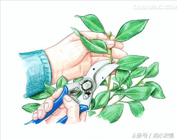 盆景製作技術之修剪技藝（一）