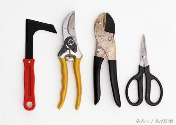 盆景製作技術之修剪技藝（一）