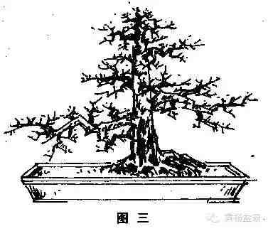 圖解直幹式盆景的造型技巧，一學便會