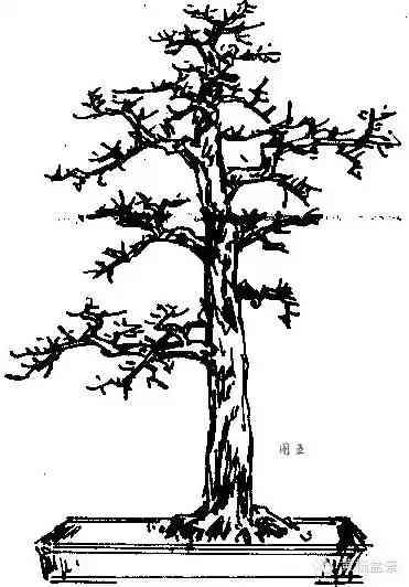 圖解直幹式盆景的造型技巧，一學便會