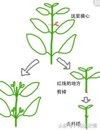 盆景製作技術之修剪技藝（二）