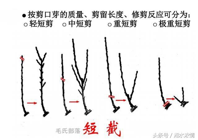 盆景製作技術之修剪技藝（二）