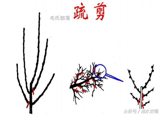 盆景製作技術之修剪技藝（二）