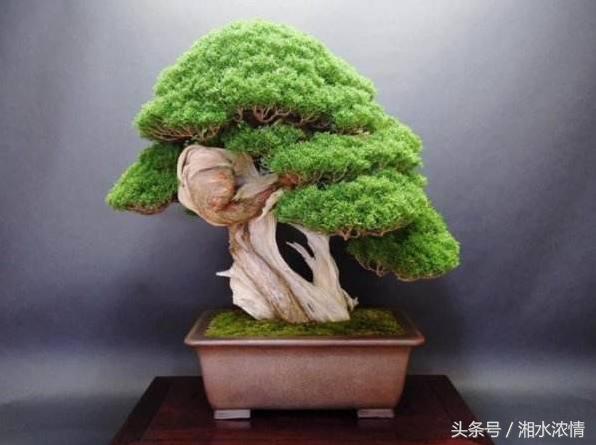 盆景製作技術之修剪技藝（二）