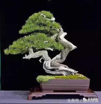 盆景製作技術之修剪技藝（二）
