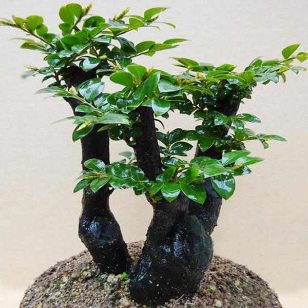 很少有人知道... 這4款植物放客廳，養人又旺財！