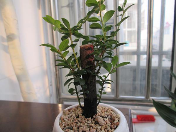 很少有人知道... 這4款植物放客廳，養人又旺財！