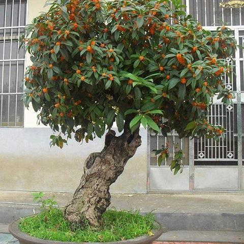 很少有人知道... 這4款植物放客廳，養人又旺財！