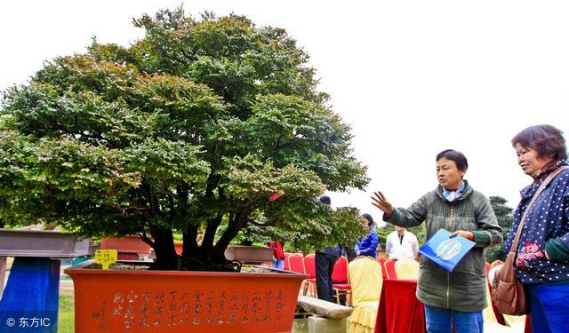 很少有人知道... 這4款植物放客廳，養人又旺財！