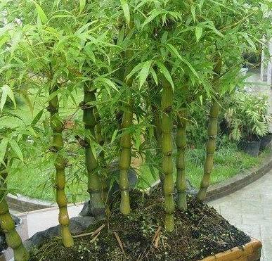 很少有人知道... 這4款植物放客廳，養人又旺財！