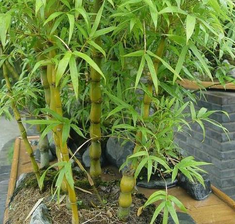 很少有人知道... 這4款植物放客廳，養人又旺財！