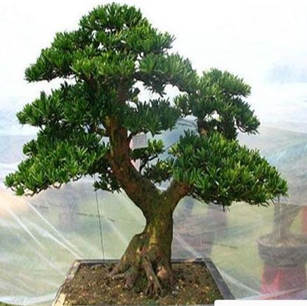 很少有人知道... 這4款植物放客廳，養人又旺財！