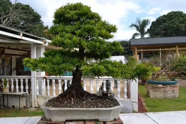 很少有人知道... 這4款植物放客廳，養人又旺財！