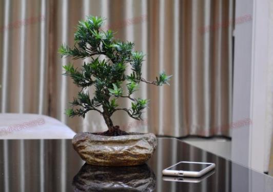 很少有人知道... 這4款植物放客廳，養人又旺財！