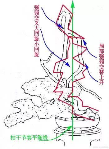 盆景走勢圖，枯乾、舍利的節奏感變化