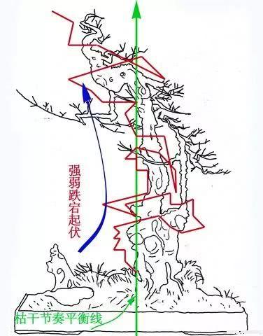 盆景走勢圖，枯乾、舍利的節奏感變化