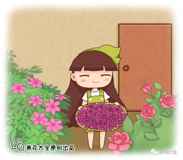 用大蒜來養花，不但不招蟲，花芽還能冒不停！