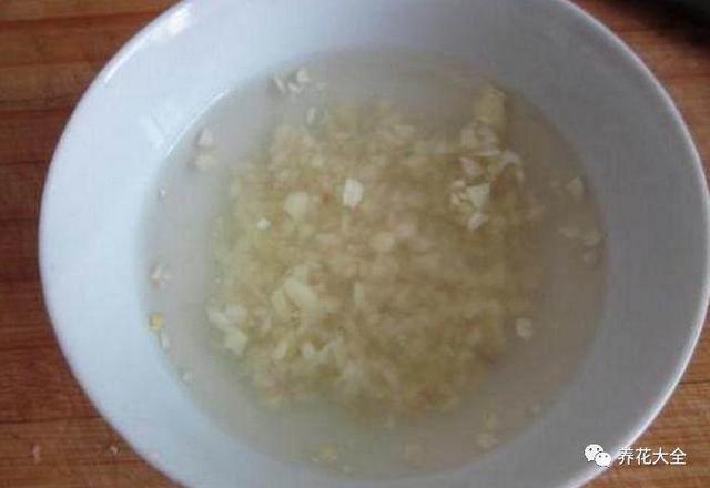 用大蒜來養花，不但不招蟲，花芽還能冒不停！