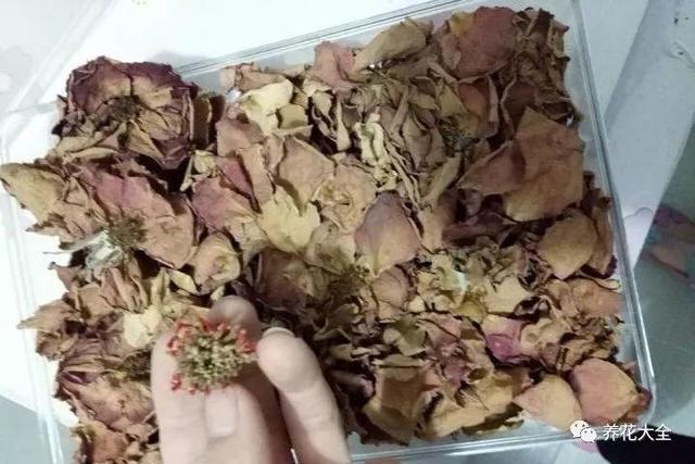 用大蒜來養花，不但不招蟲，花芽還能冒不停！